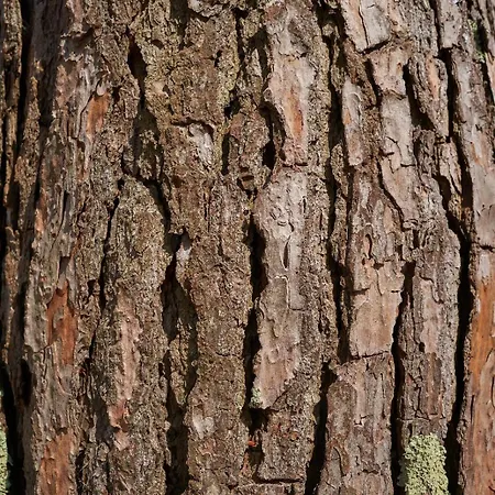 Sky House By Everkind Bicas