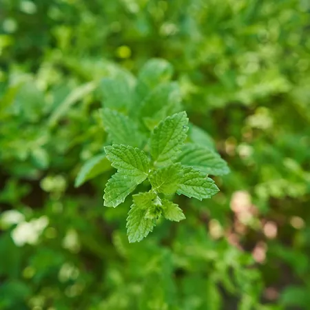 Sky House By Everkind 度假居