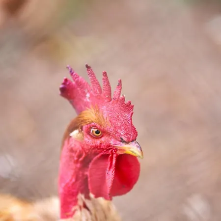 Sky House By Everkind Dom wakacyjny Bicas