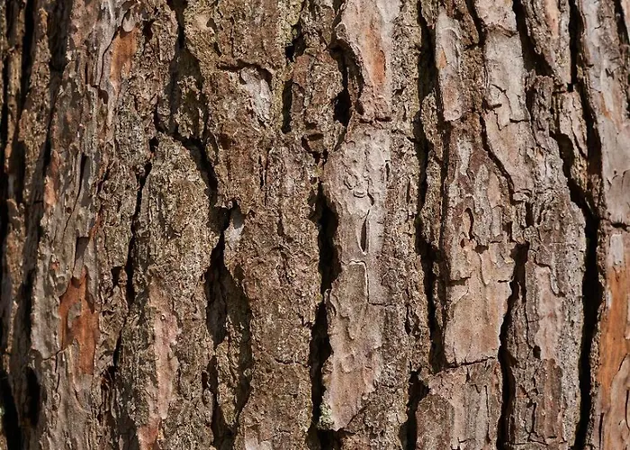 Sky House By Everkind Bicas