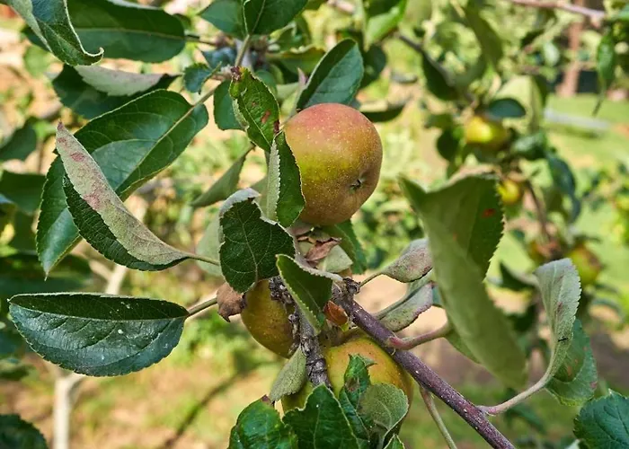 Sky House By Everkind *